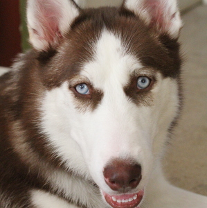 Fundraising Page: Ginger Foust